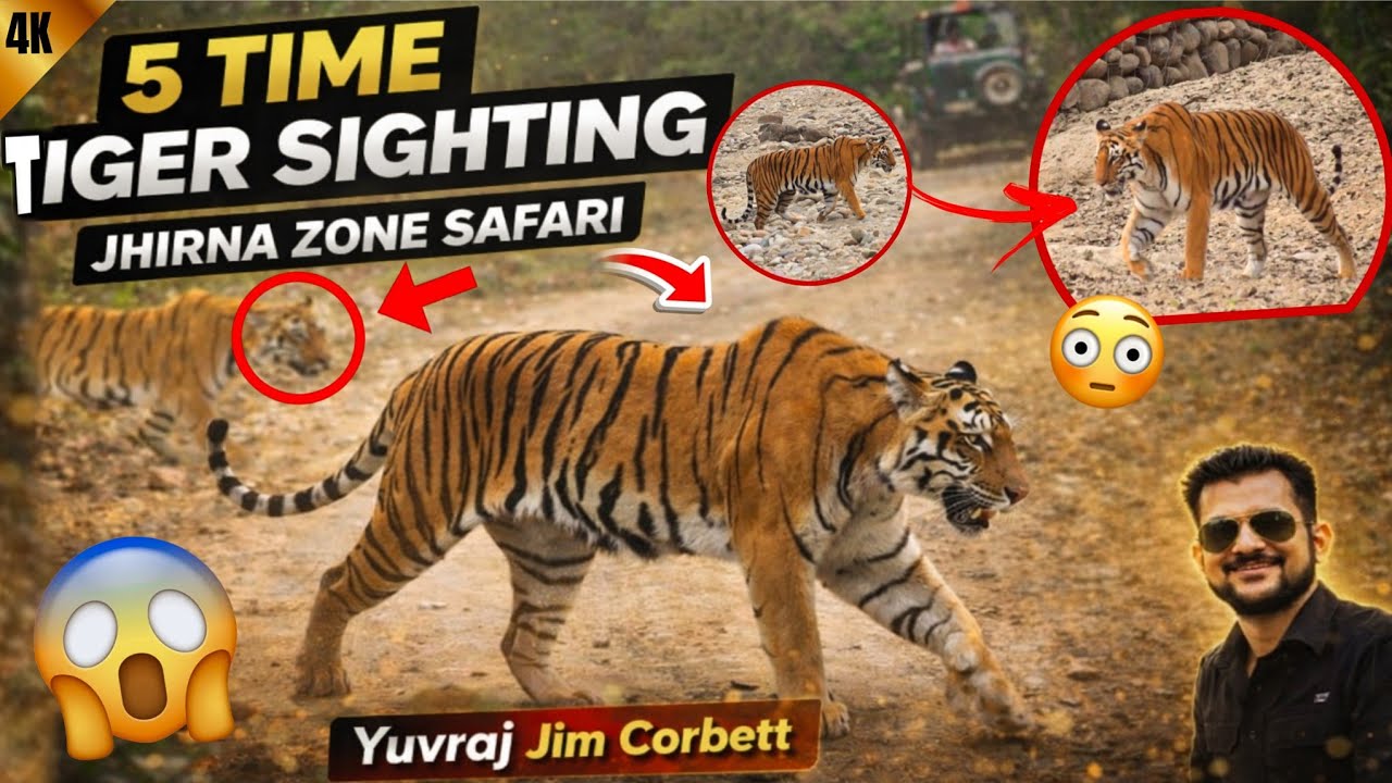 5 Time Tiger Sighting 😱 Record Breaking Day 🔥 Jhirna Zone Safari #yuvrajjimcorbett 
