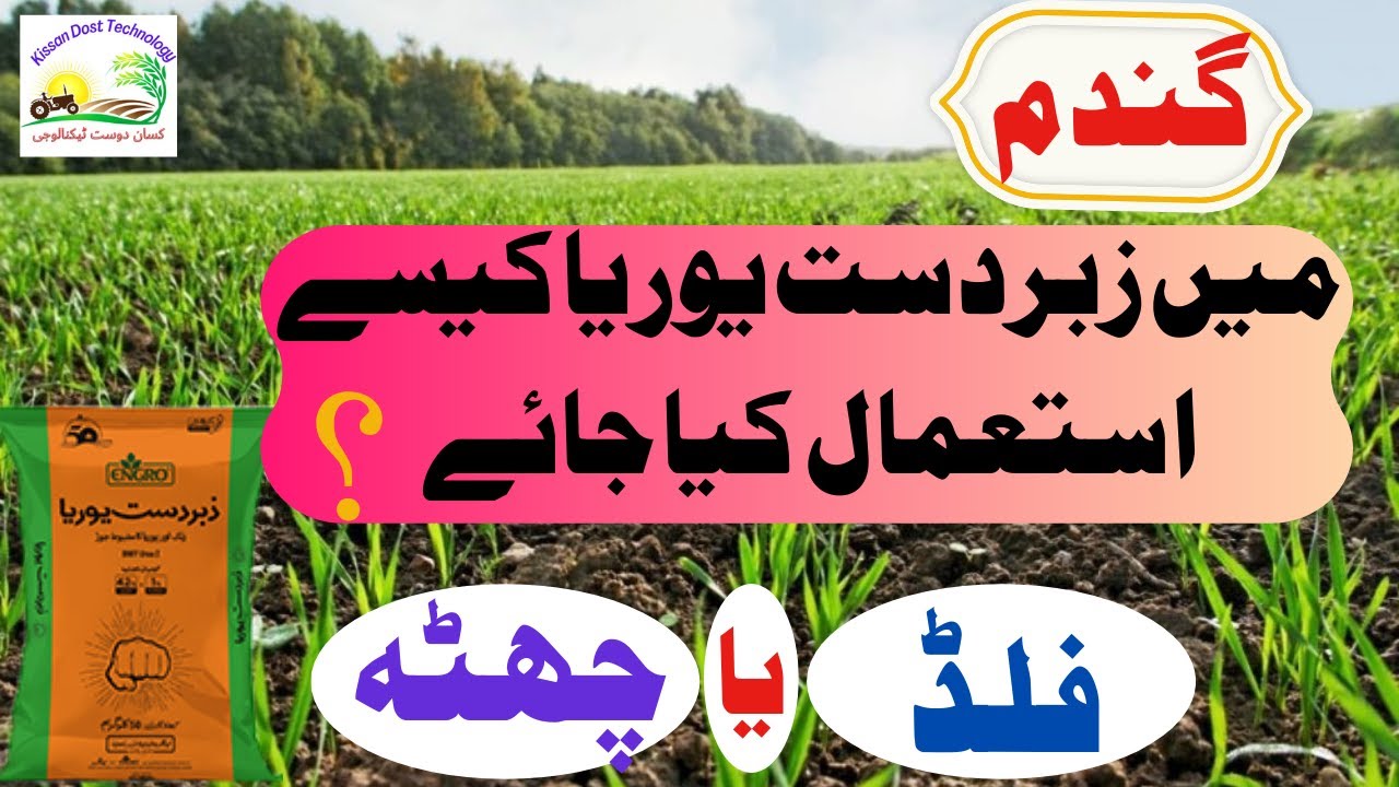 How to use Zabardast urea in wheat crop ? | گندم کی فصل میں زبردست یوریا کو کیسے استعمال کریں ؟