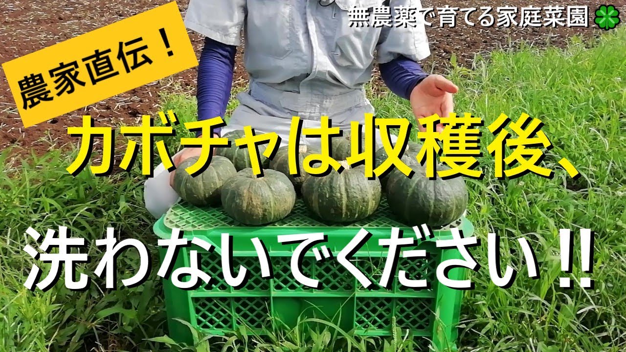 【カボチャ栽培】収穫後の処理と保存方法【有機農家直伝！無農薬で育てる家庭菜園】　22/8/6
