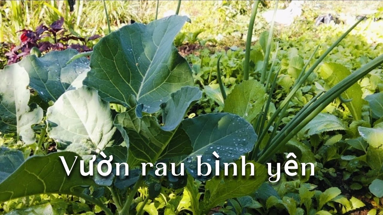 Trồng Rau & Sống Chậm | Slow Living in the Garden