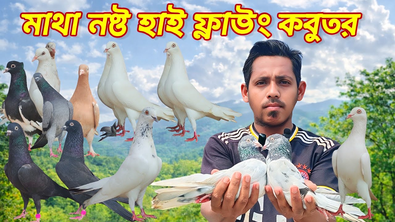 হাই ফ্লাইং এবং বাজির কবুতর