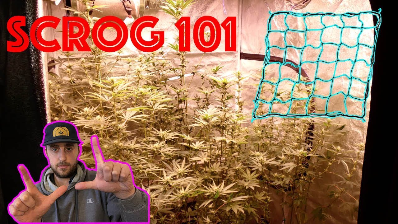SCROG Nets 101: Use Screen of Green Method to Maximize Yields/Increase Bud Quality