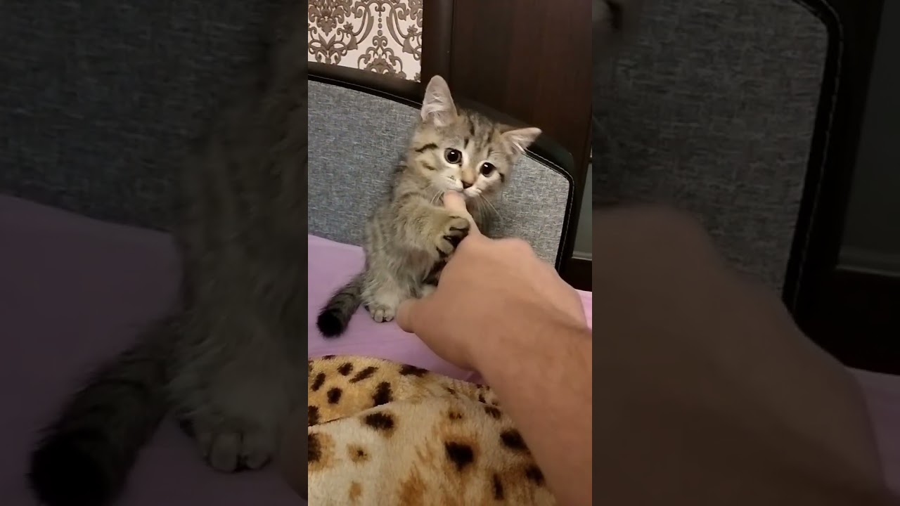 томас кинул салам