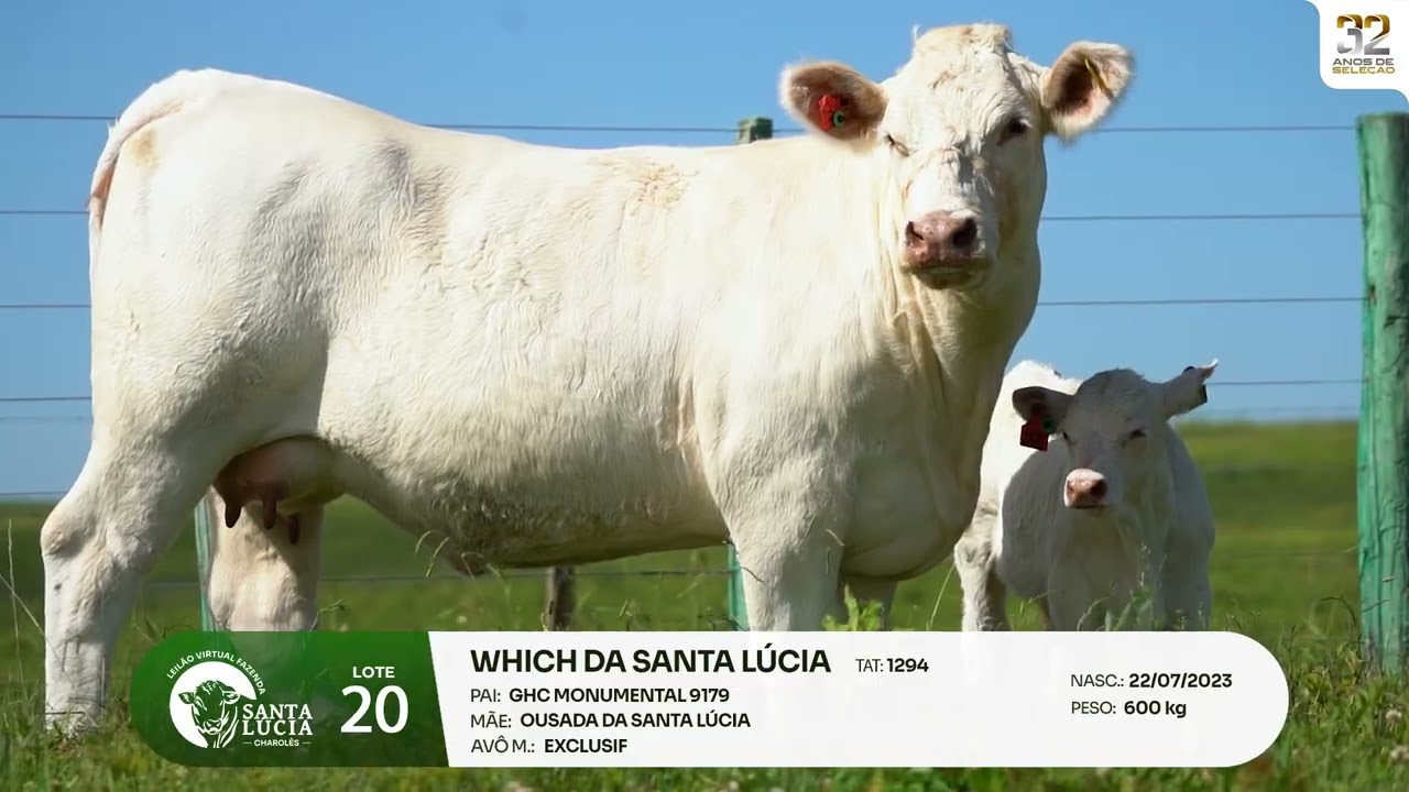 LOTE 20 - Leilão Virtual Fazenda Santa Lucia, 32 anos - 20/03/2026 - 19h