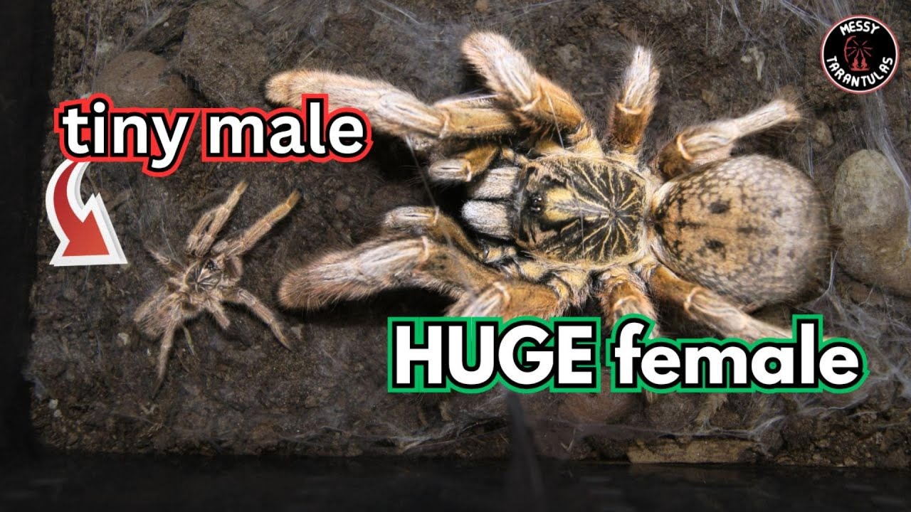 The Biggest Size Difference!! Augacephalus junodi (Golden Baboon Spider) pairing attempt