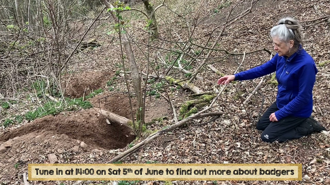 Setting up cameras at a badger sett