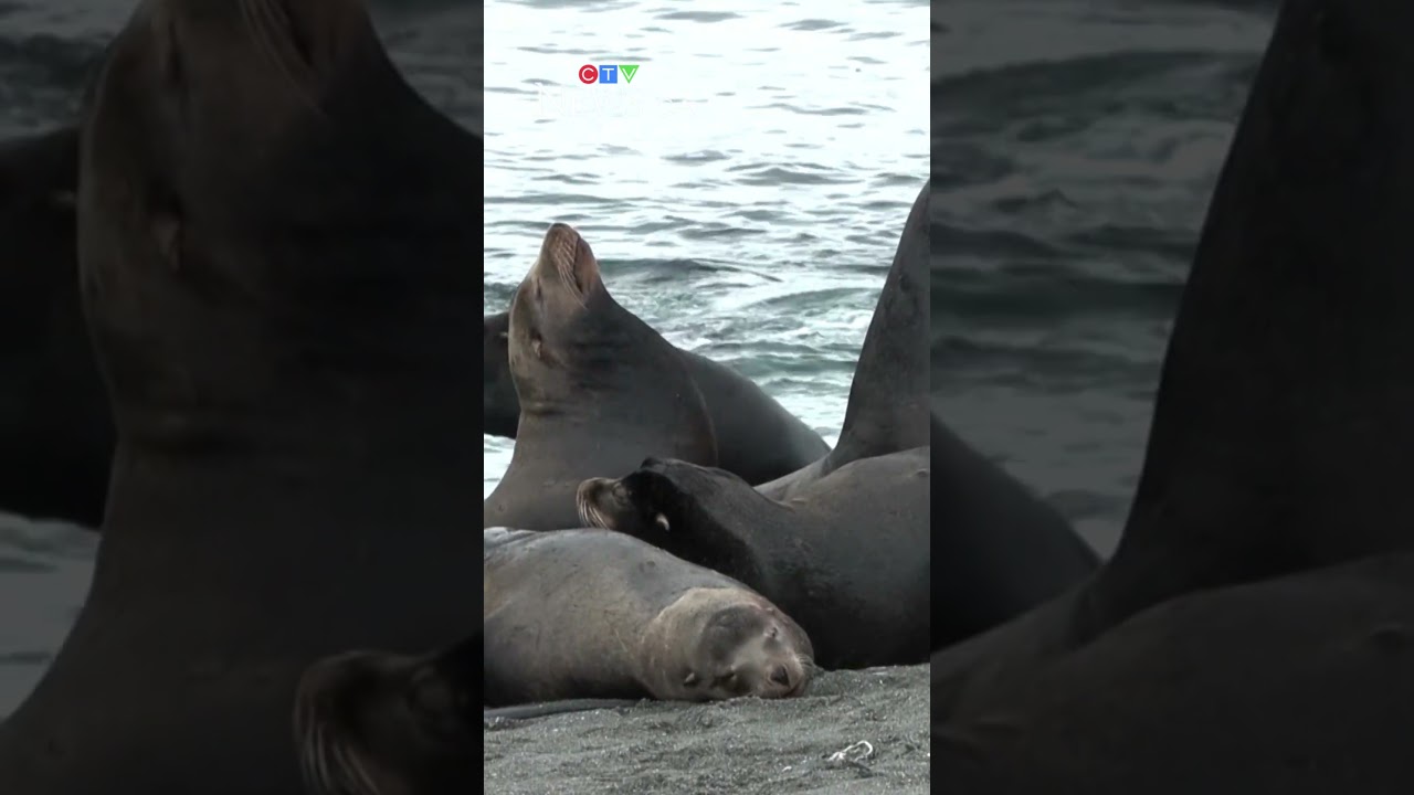 Sea lions pack Vancouver Island beach for herring feast