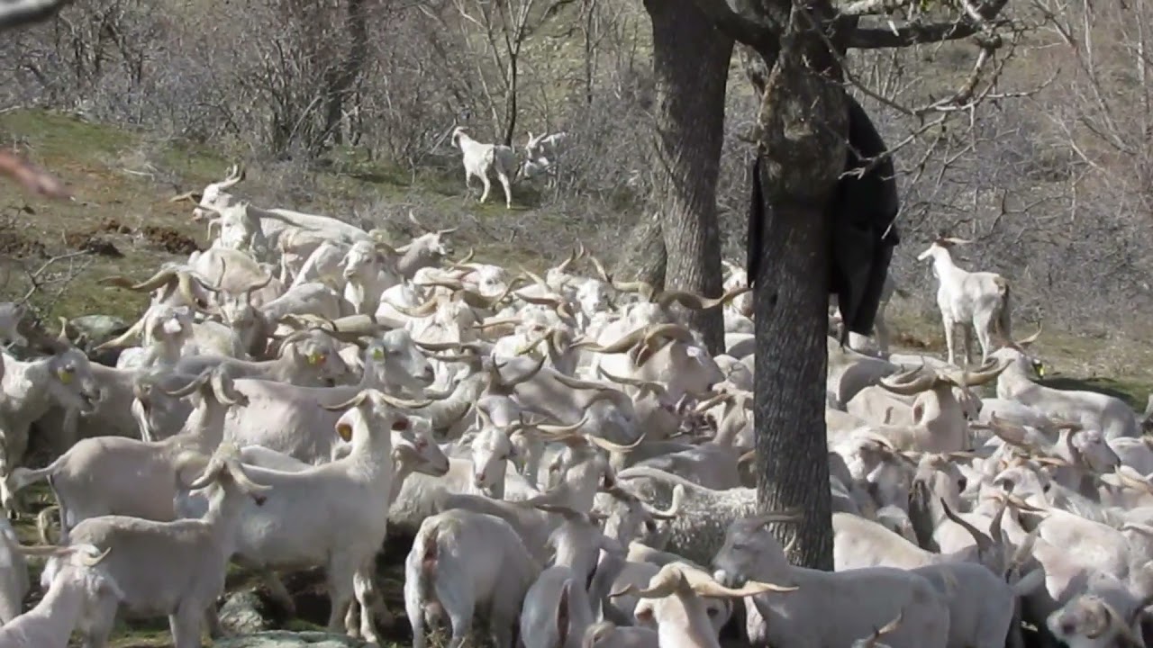 Bahar ve Kırkılan Ankara Keçileri