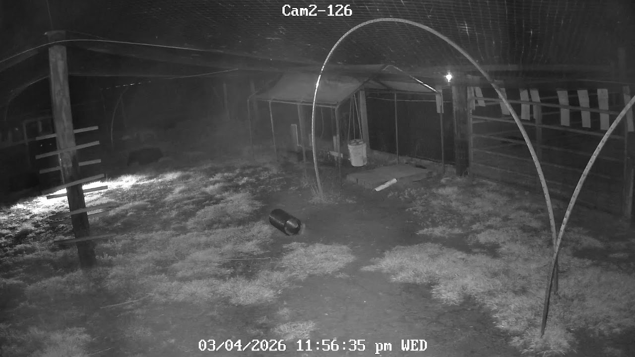 CHICKEN  LIVE CAM