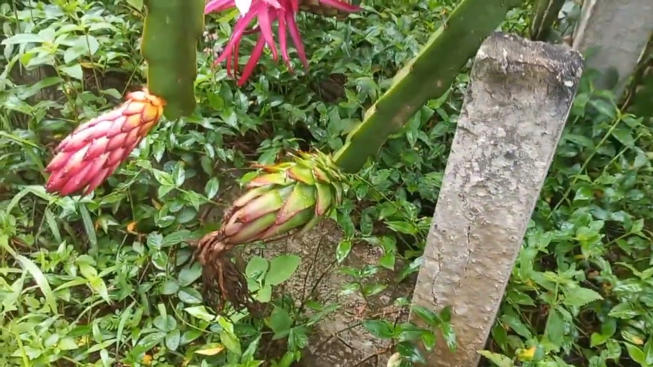 UMA DAS PITAYAS MAIS BONITAS