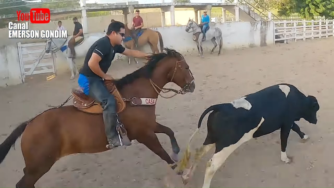 TREINO DE VAQUEJADA - Começando a Alinhar Boi Montando Minha Égua na Pista do Parque Guarani