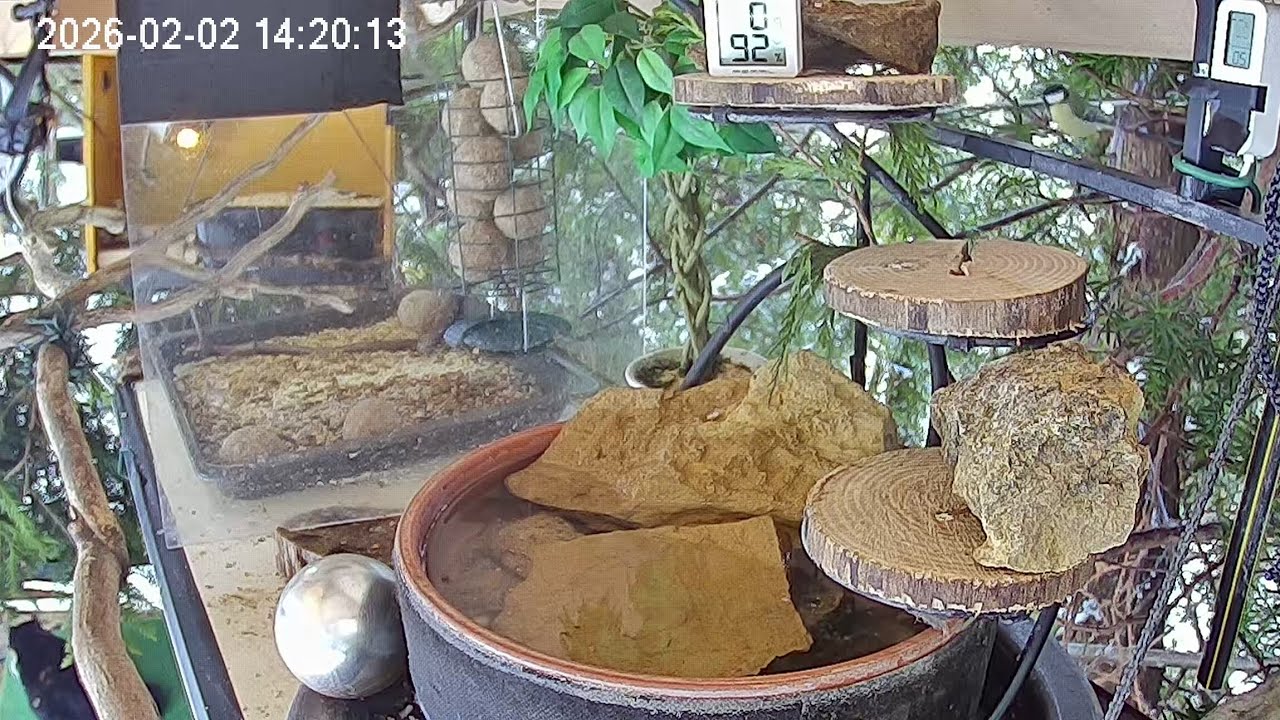 Früher Nachmittag am Vogel-Spa (02.02.2026)
