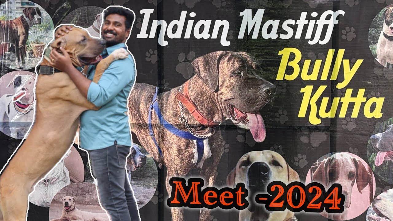 Bully Kutta: The Indian Mastiff Meet -2024 | మొఘల్ చక్రవర్తి హౌండ్ బుల్లి కుట్ట | 