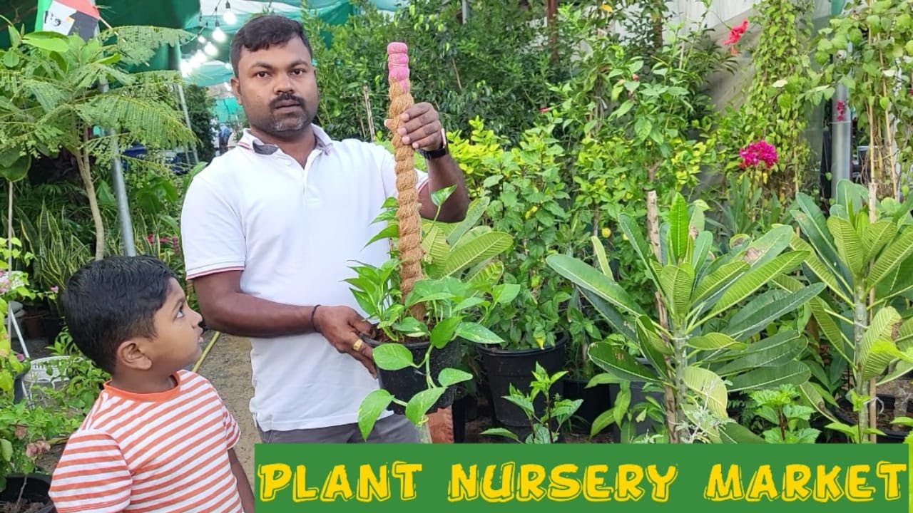Plants Starting @1AED ~Cheapest Nursery Market In Ajman ~Indoor & Outdoor Plants #tamil #youtube