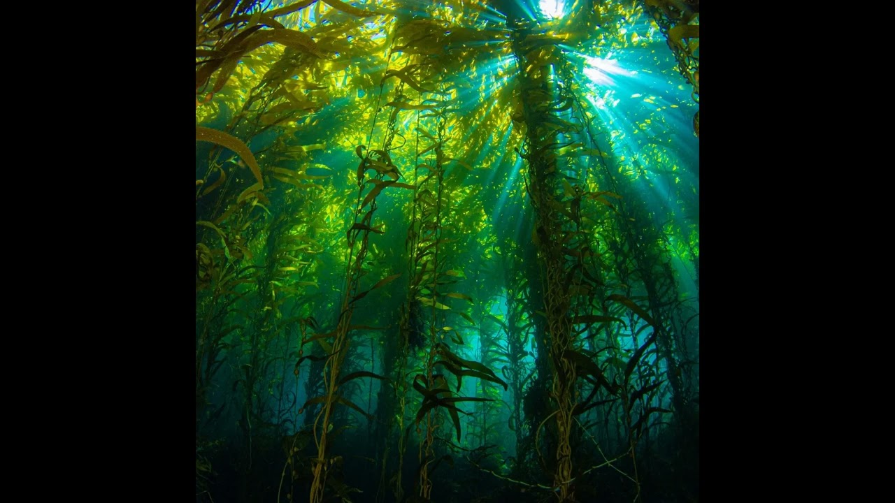 Subaqueous Forest (.box)