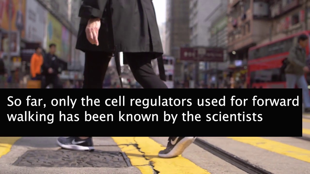 Cells in the brain stem control right and left walking