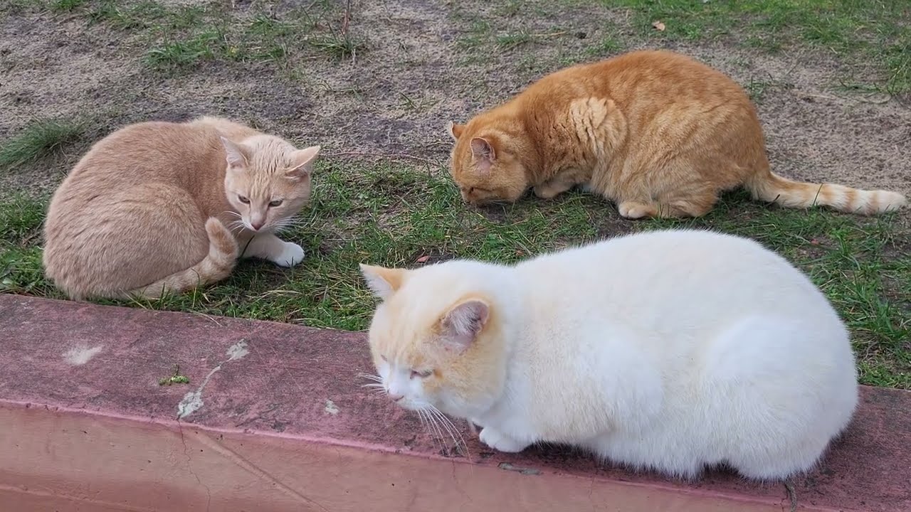 Cuteness Overload! 🐾 Hungry Cats Eating Their Favorite Snacks