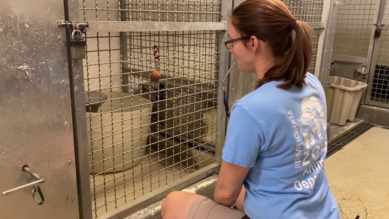 Meet the Neighbors: Otter Training