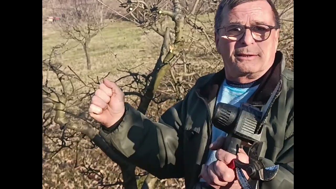 Kako pravilno izvoditi proljetnu rezidbu voćki