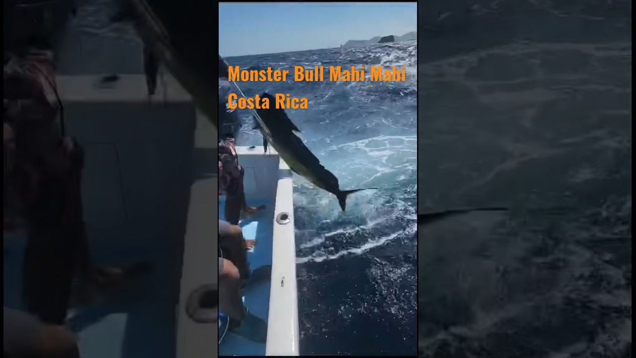 Monster Bull Mahi Mahi. Costa Rica 2023