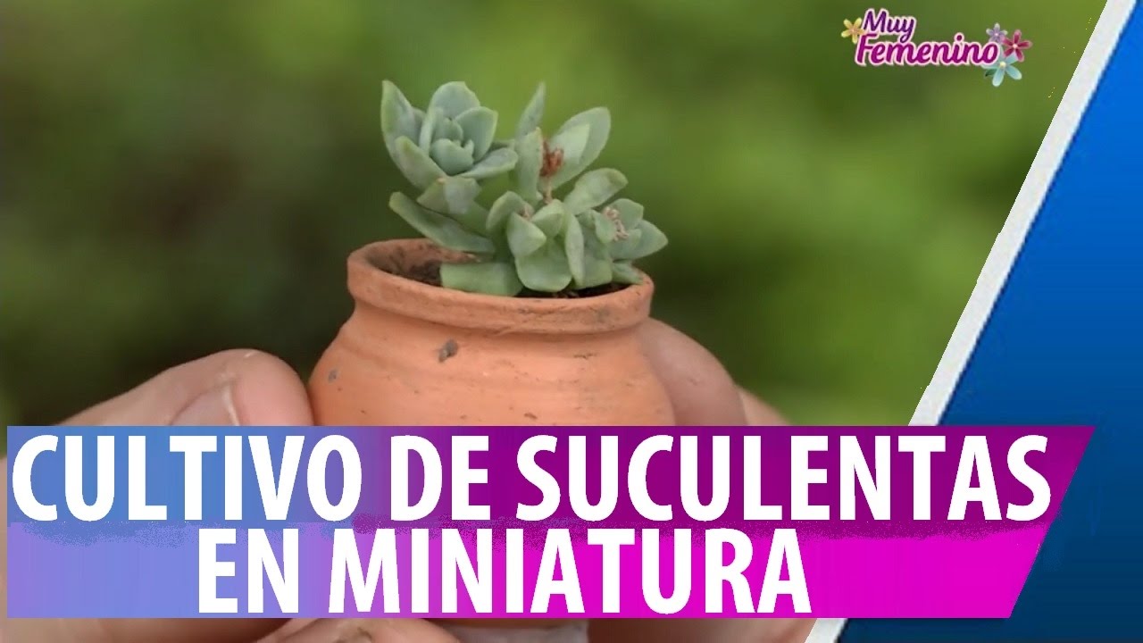 Jardineria mini suculentas - Cosmovision