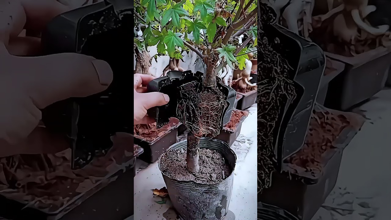 Unique Plant Grafting Tool: Modern Agricultural Innovation #smartfarming #gardeningtips