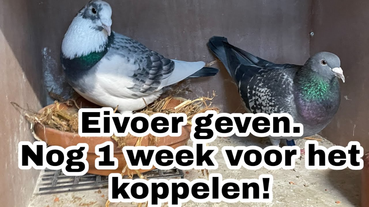 eivoer geven | nog 1 week voor het koppelen! | Postduiven |