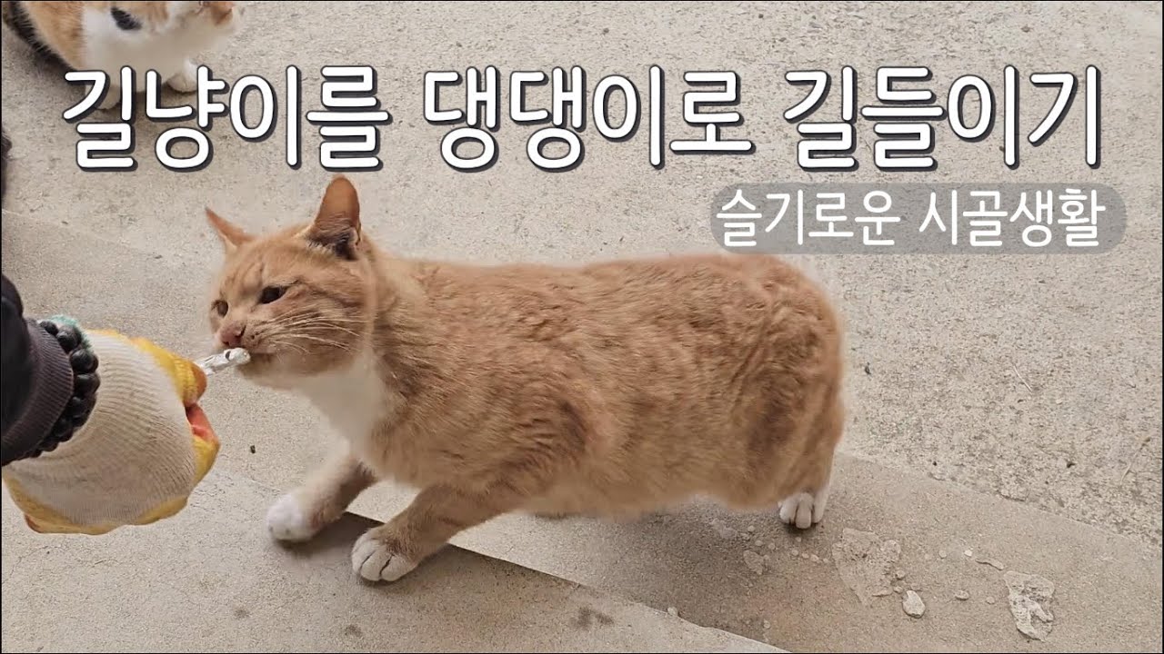 길냥이를 댕댕이로 길들이는 방법 | PERMACULTURE | 슬기로운시골생활 | 댕댕이같은길냥이일상
