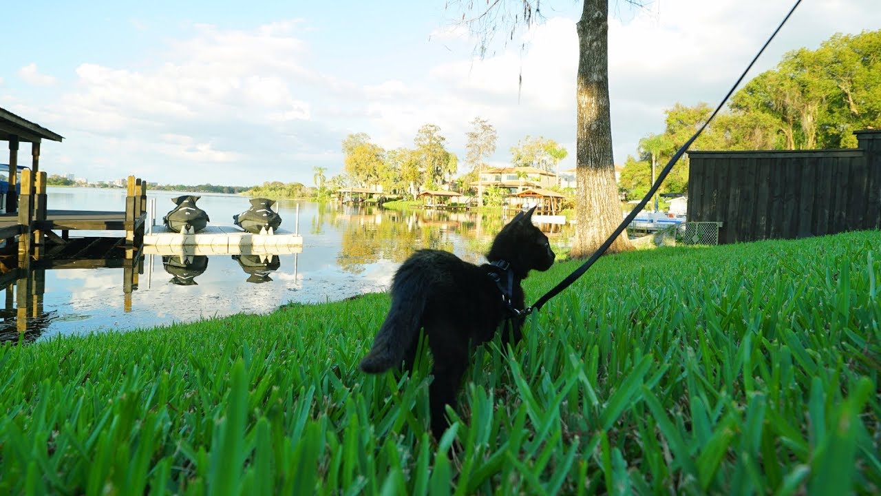 WALKING A KITTEN ON A LEASH!
