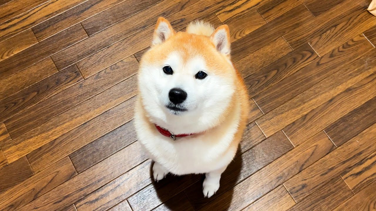 Shibe thought everyone in the family had gone out, but it turned out that was not the case.