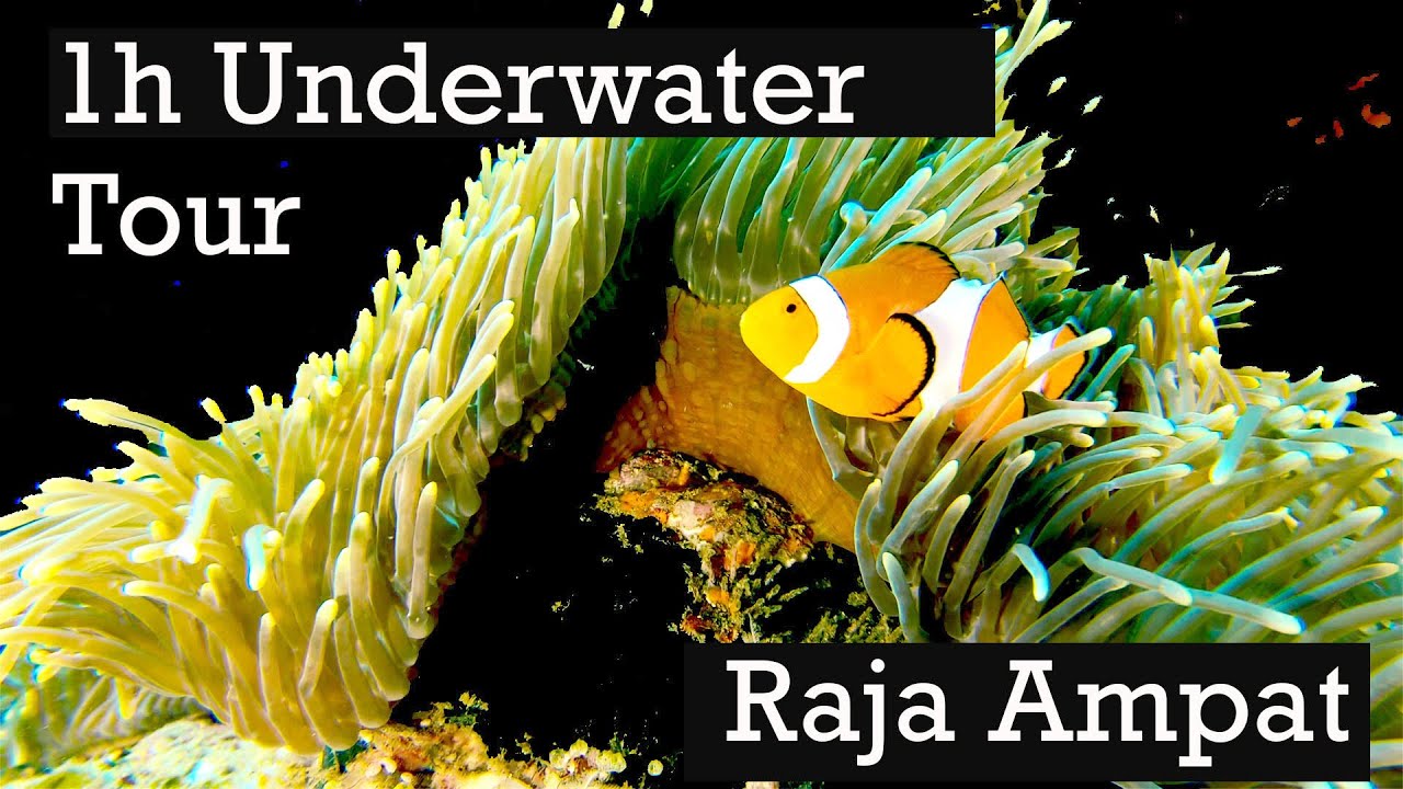 1h SOUNDS & IMAGES Scuba Diving in Raja Ampat - Relaxation Underwater Sounds - No Loops!