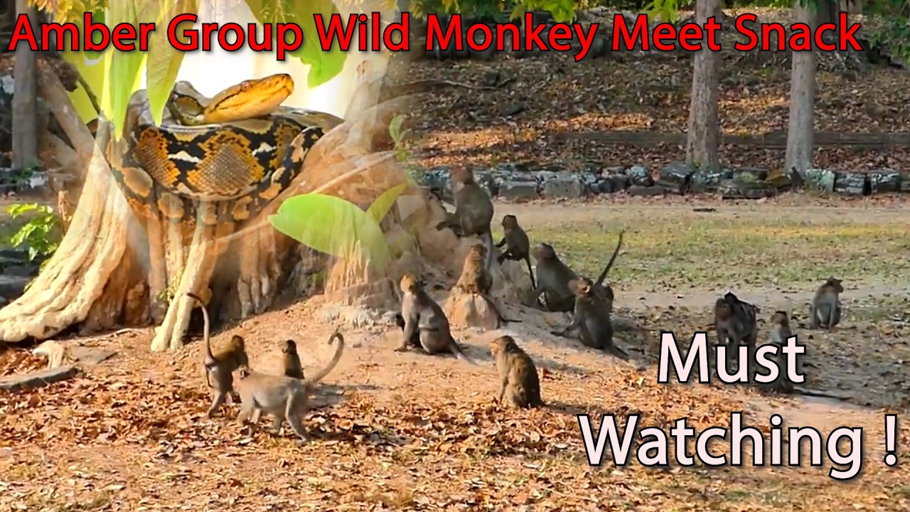 Amber Group Wild monkeys reaction with Meeting Snack !