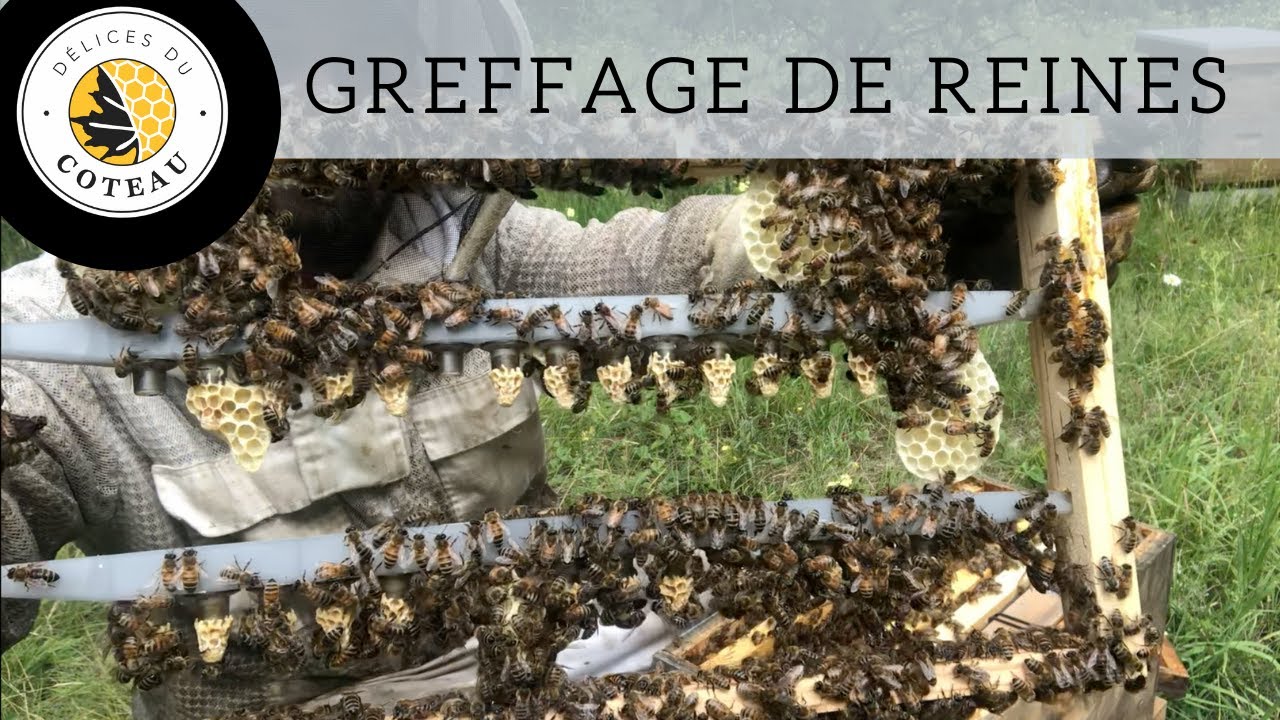 Nouvelle technique pour nous, le greffage de reines!