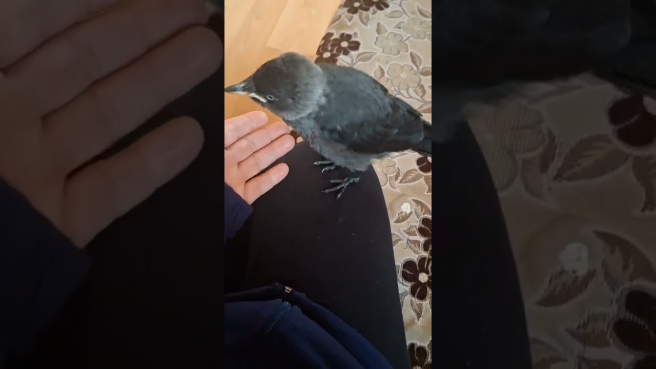 We Rescued a Baby Crow Named Coco – He Sat on My Bed and Climbed on My Foot! 🐦