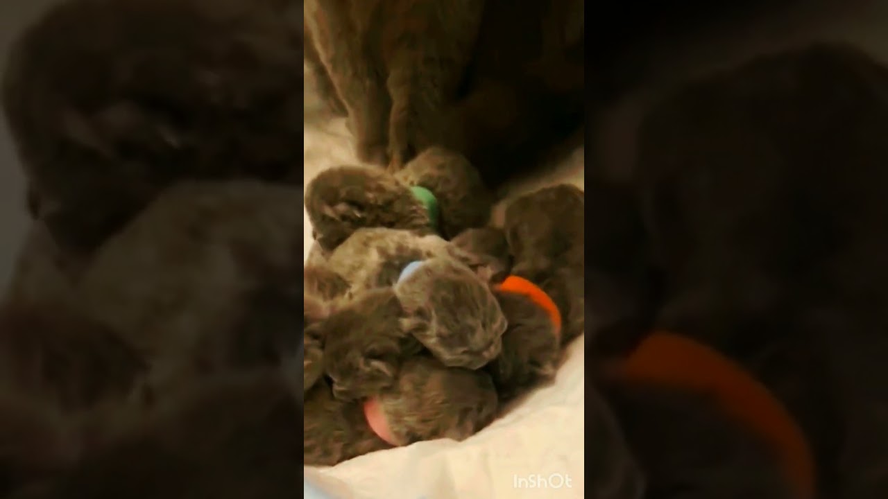#catfunny