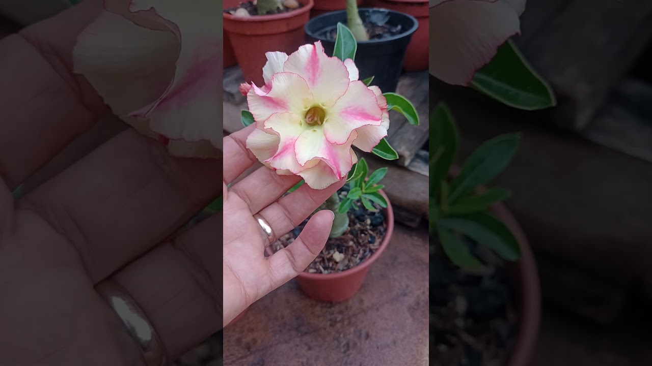 mudas flora&ccedil;&atilde;o #plantas #rosadodeserto #rosadodesertobrasil #rosadodesertodobrada #flores