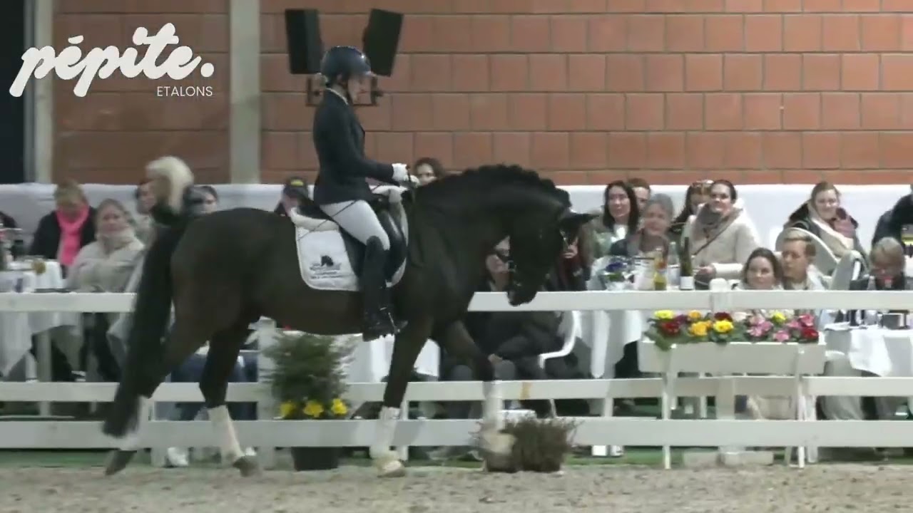 KENT NAGANO - Show étalons Wickrath - février 2025