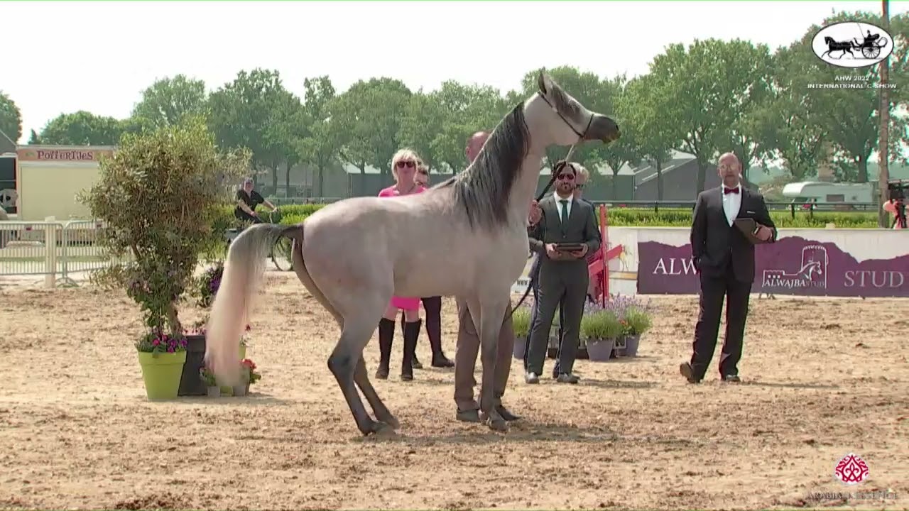 N 107 MADIN AL BAYDAA   AH Weekend 2022   International C Show   Colts 3 Years Old Class 27