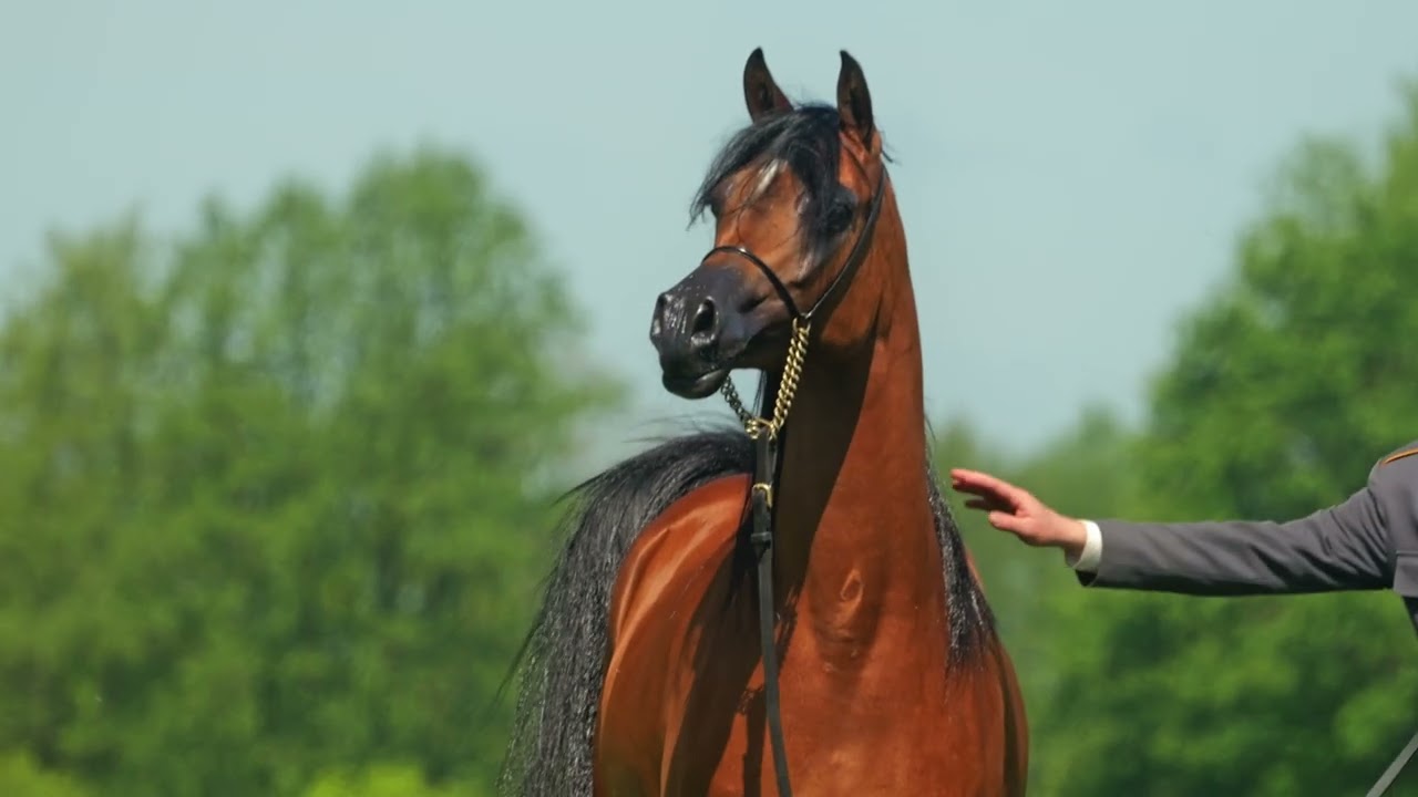 Pride of Poland Summer Sale 2025 S4 Cendoza (EKS Alihandro - Cedora/Kahil Al Shaqab)