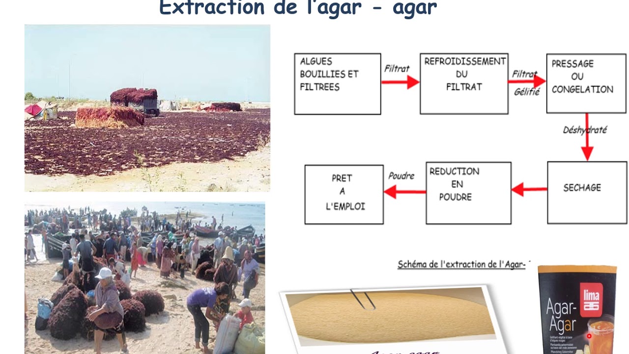 les parois , les substances  de reserve chez les algues .