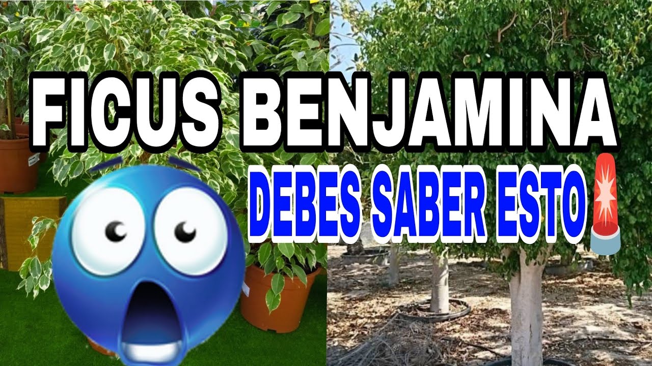 FICUS BENJAMINA 🍀 sembrar f&aacute;cil 2025