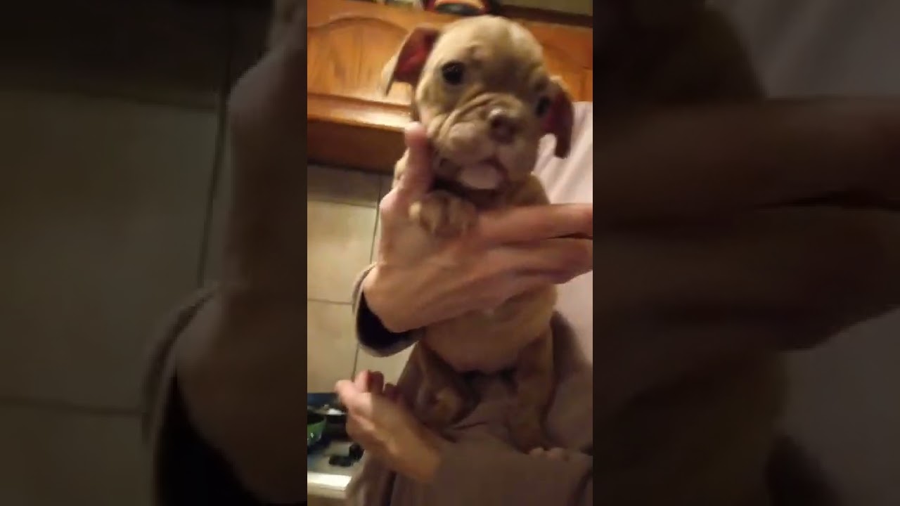 Toadline available female pup, Toadline Bricks x Toadline Cursive