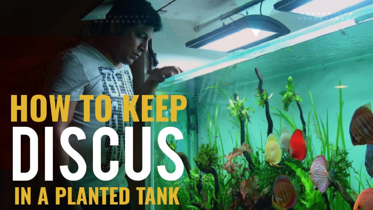 How to keep discus in planted tank | Amit Devare | how to keep discus fish | discus | discus fish
