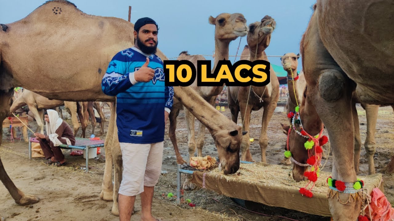 QURBANI KA CAMEL 🐪 LY LEA🤩. Kitne Ka Liya?😎 #mandi #vlog #mgvlogs