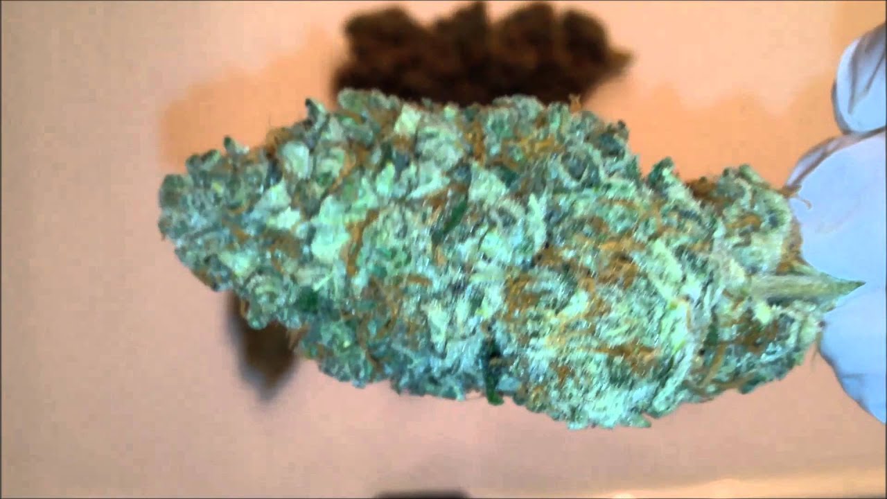 Blue Dream - Bud Shots - Humboldt Seed Ordanization - Hempy Bucket