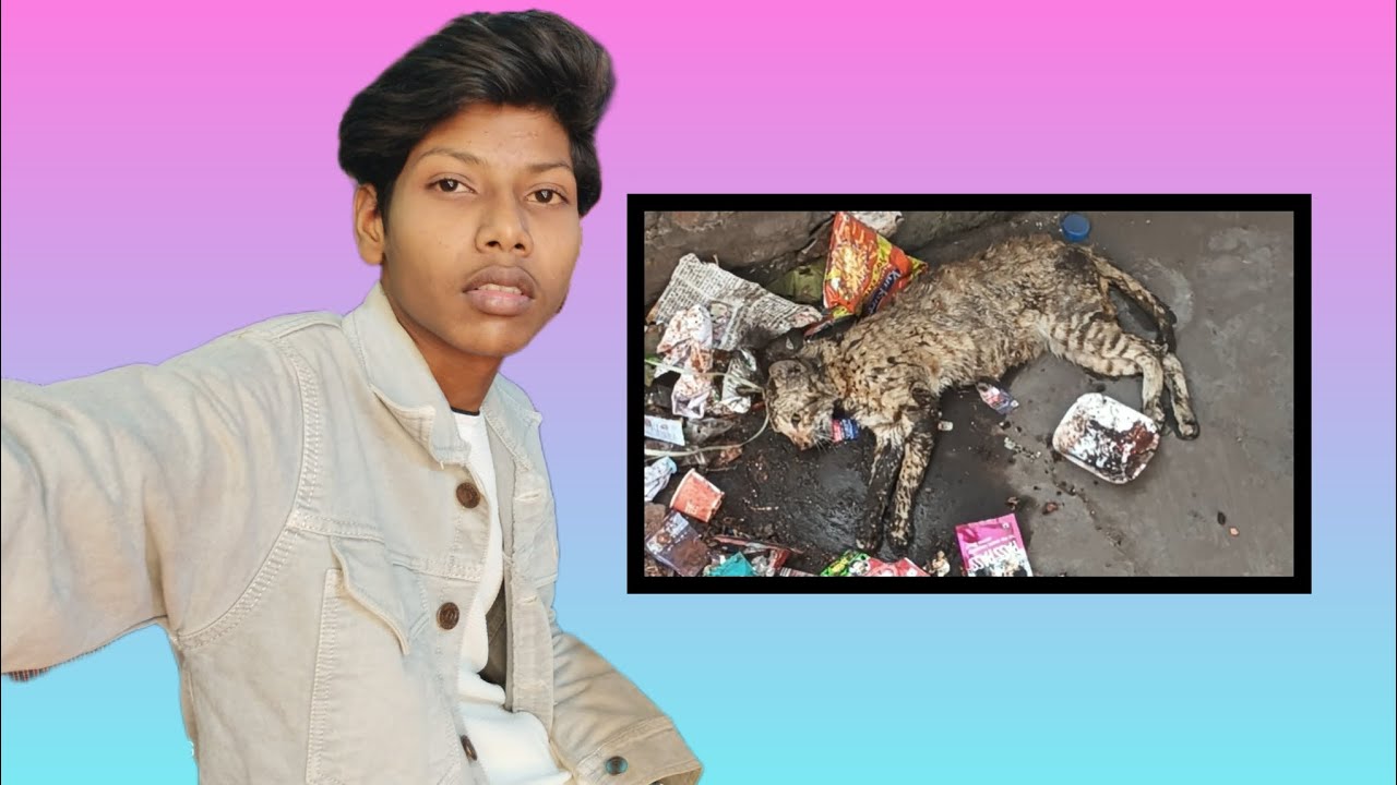 My all cats mom is no more 😭😿@Ayushgupta_1551j