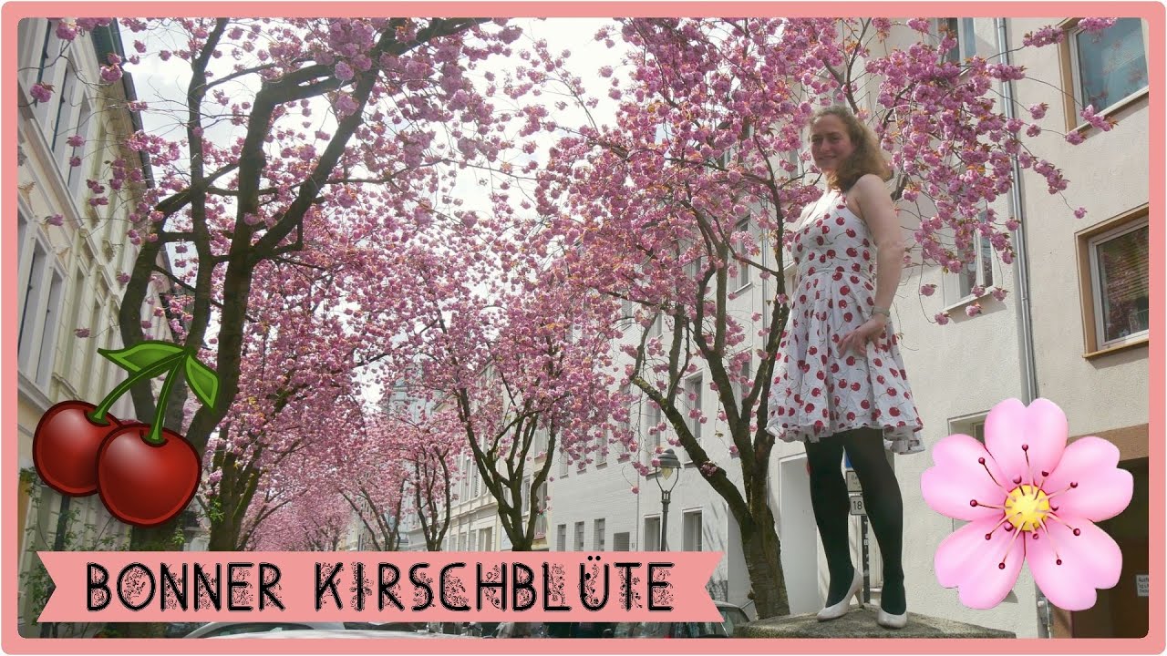 Bonner Kirschblüte 2023 | Cherry Blossoms 桜 🌸 [2,7K]