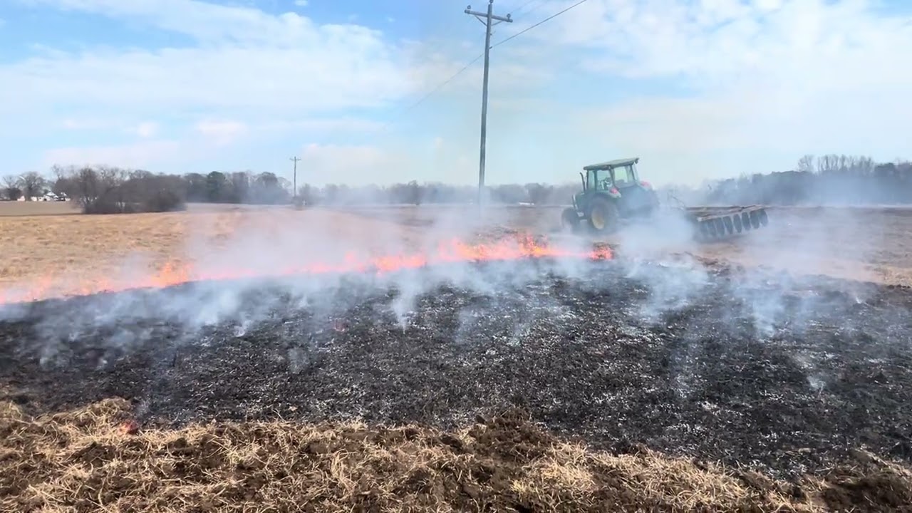 Burning off Fescue grass