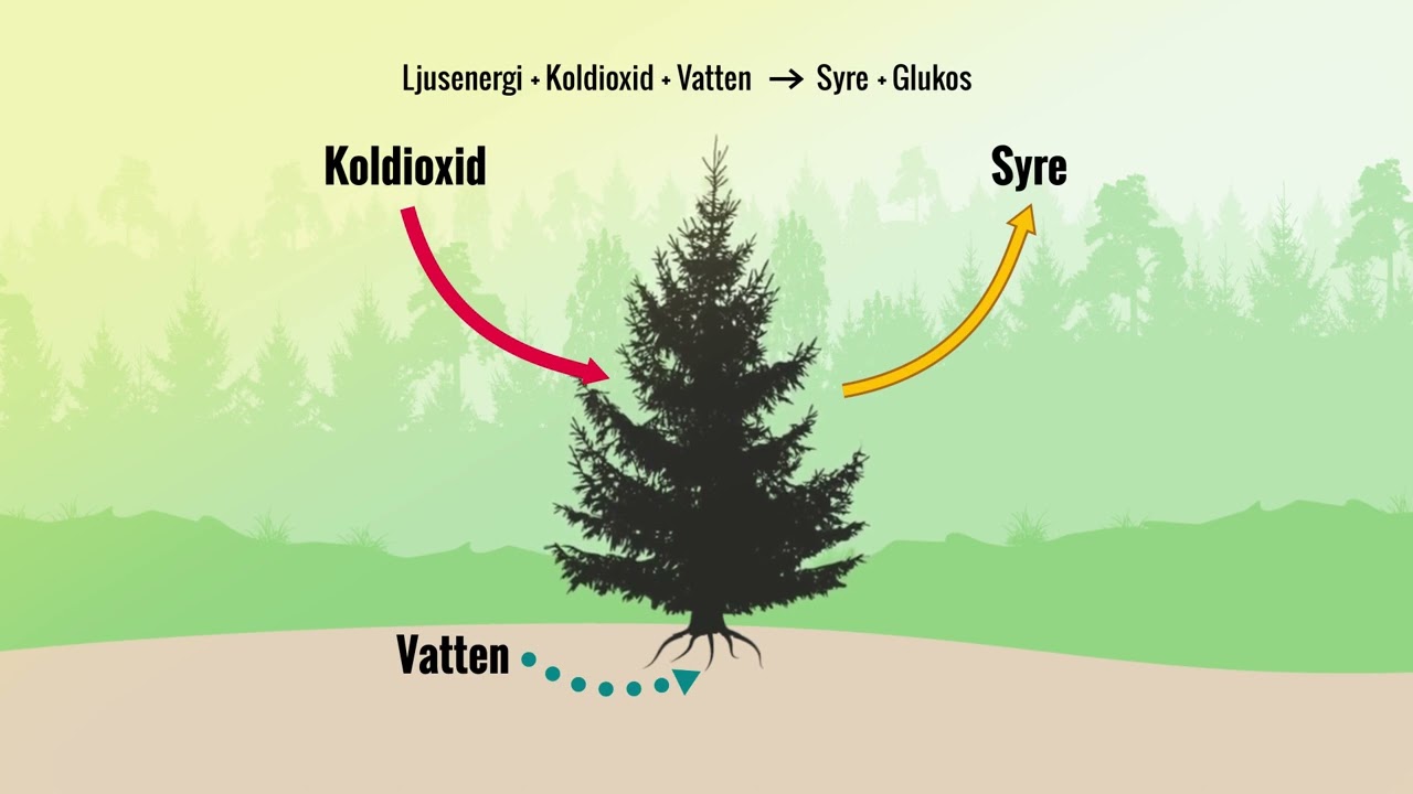 Skogslabbet infografik: Fotosyntes och cellandning