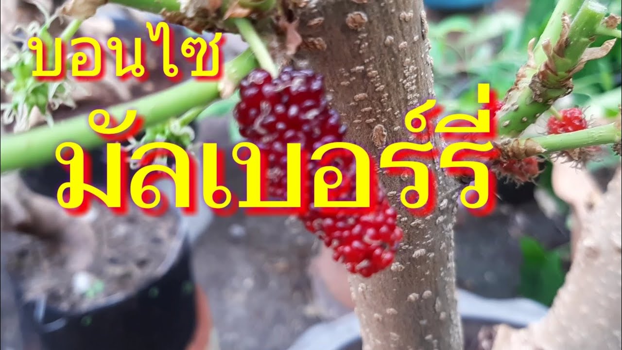 บอนไซ : มัลเบอร์รี่ ตอน 1,ไม้เริ่มต้นหาง่าย,ผลสวยงามหลากสี,ทำน้ำดื่มสุขภาพ,ตอนหรือชำกิ่งออกรากง่าย